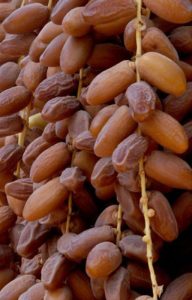 Deglet nour Arjoun en Tunisie Deglet nour Arjoun en Tunisie