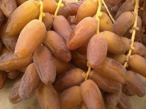 datte tunisienne