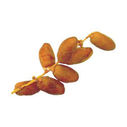 datte branchée datte branchée