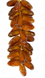arjoun deglet nour arjoun deglet nour