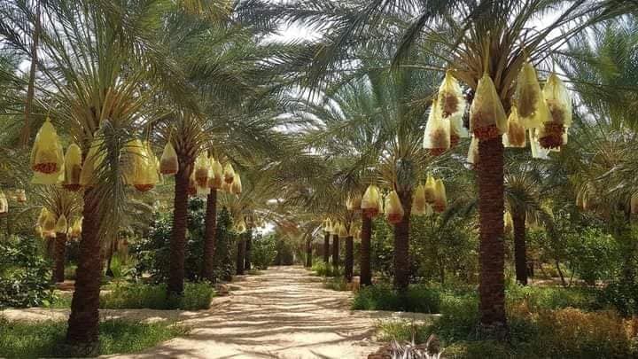 dattes Tunisie