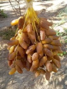 arjoun deglet nour